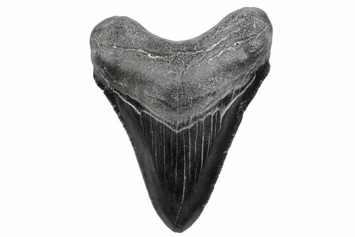Serrated, Juvenile Megalodon Tooth - South Carolina #370186